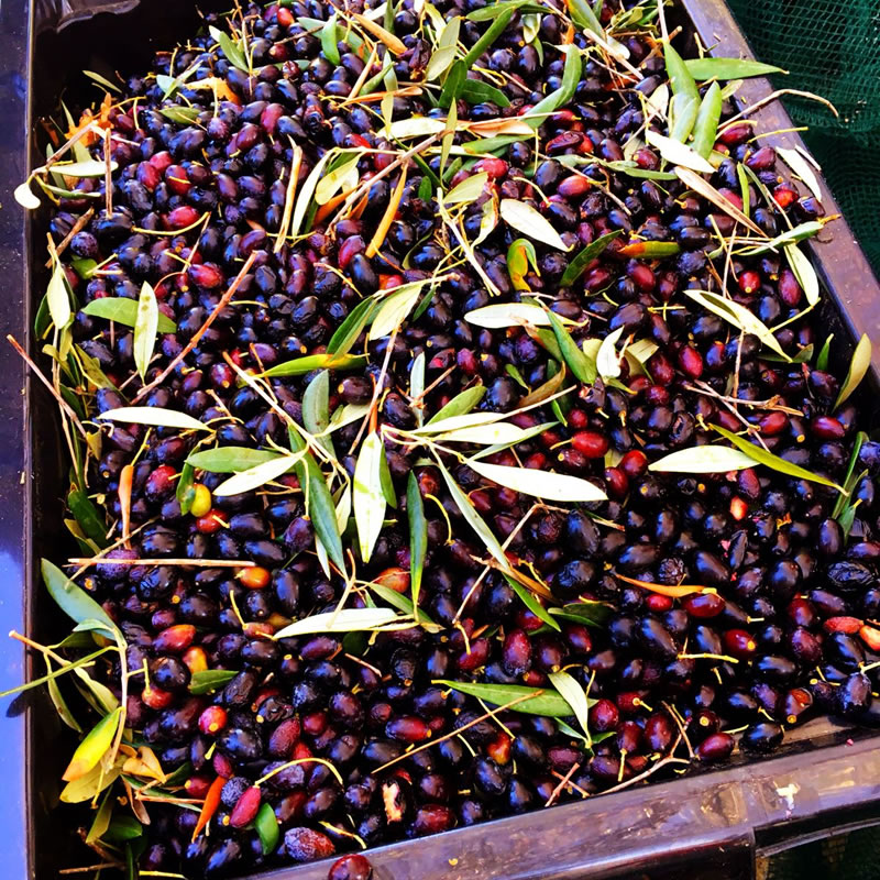 La Bastide olives